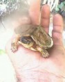 /album/fotogaleria/gran-tortuga-2-jpg2/